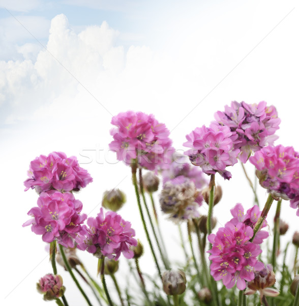 Purple Flowers Stock photo © saddako2