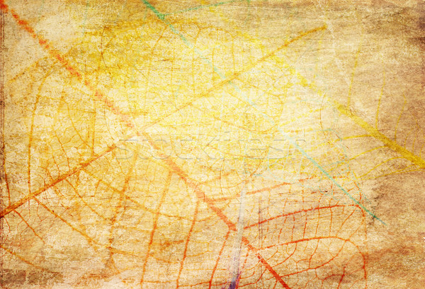 Skeleton leaves grunge  background Stock photo © saddako2