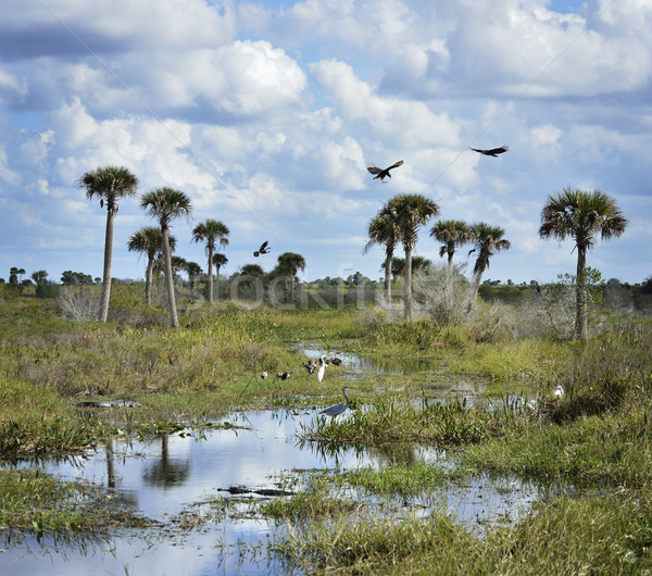 Florida Wetlands Scenic View Stock photo © saddako2