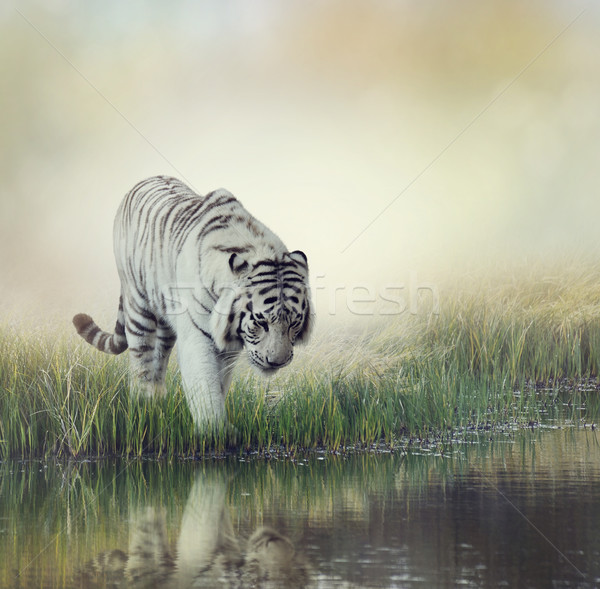 Biały Tygrys staw czarny refleksji futra Zdjęcia stock © saddako2