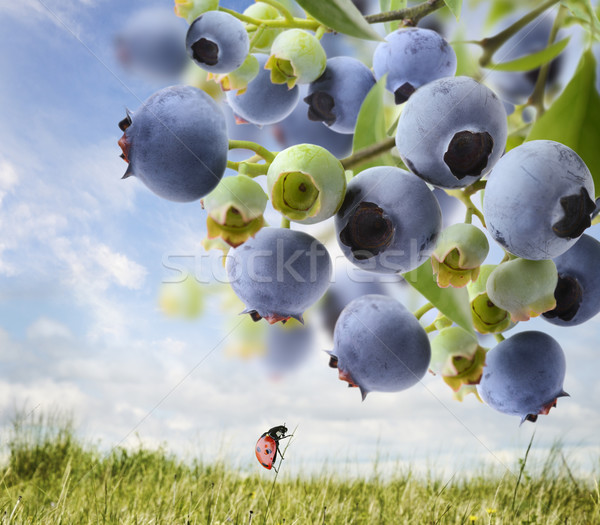 Blueberries  On A Bush  Stock photo © saddako2