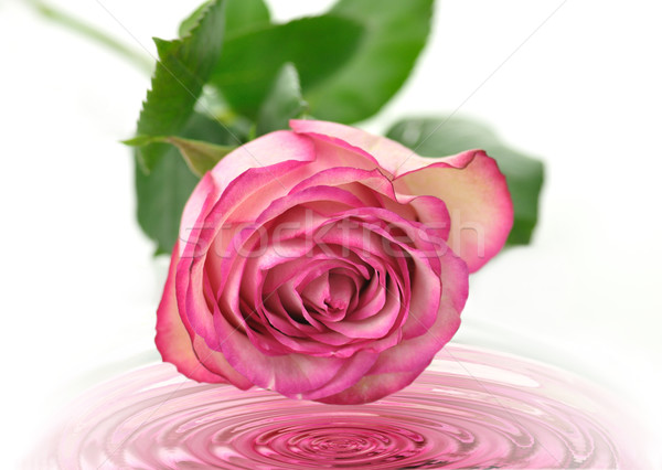 Stock photo: pink rose 
