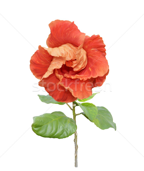 Roşu Hibiscus floare digital pictura izolat Imagine de stoc © saddako2