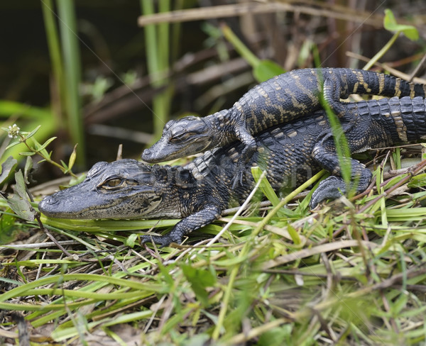 Baby Alligatoren jungen grünen Anlage Tier Stock foto © saddako2
