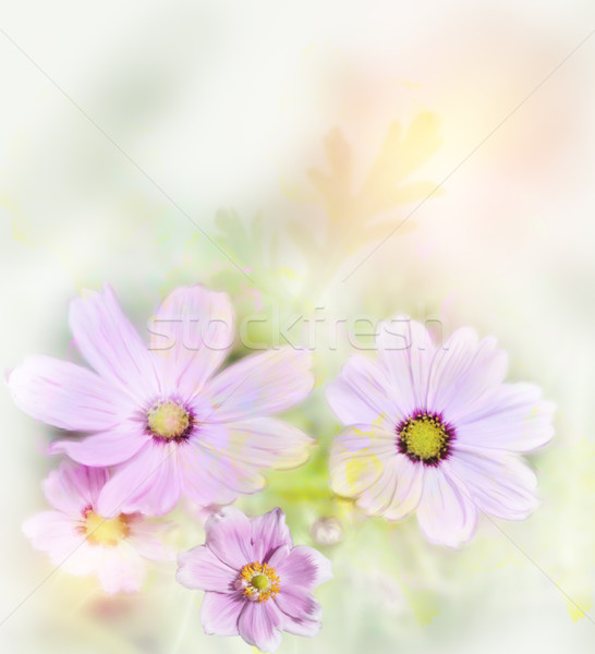 Cosmos Flowers Stock photo © saddako2