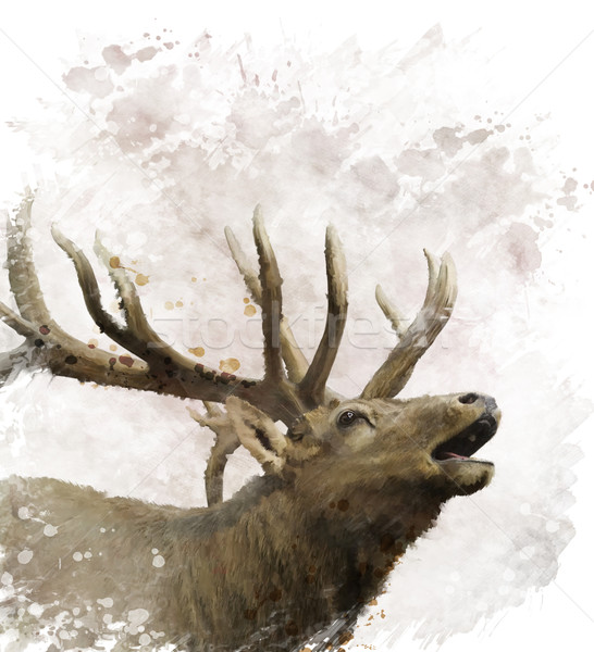 Bull Elk Watercolor Stock photo © saddako2
