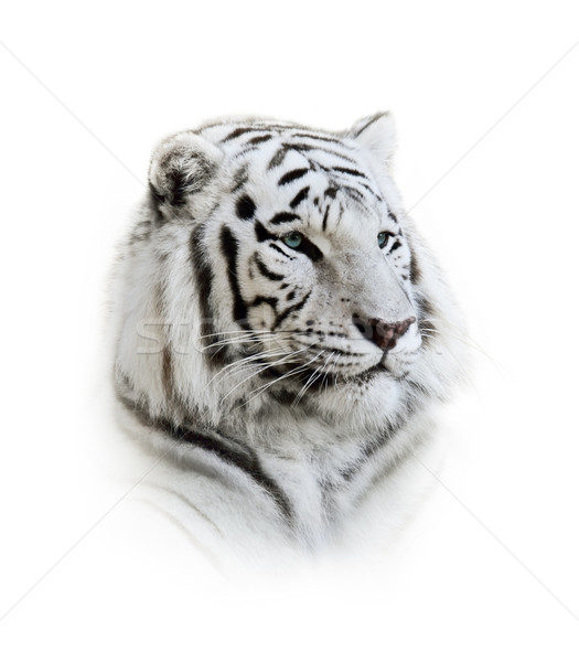  White Bengal Tiger Portrait Stock photo © saddako2