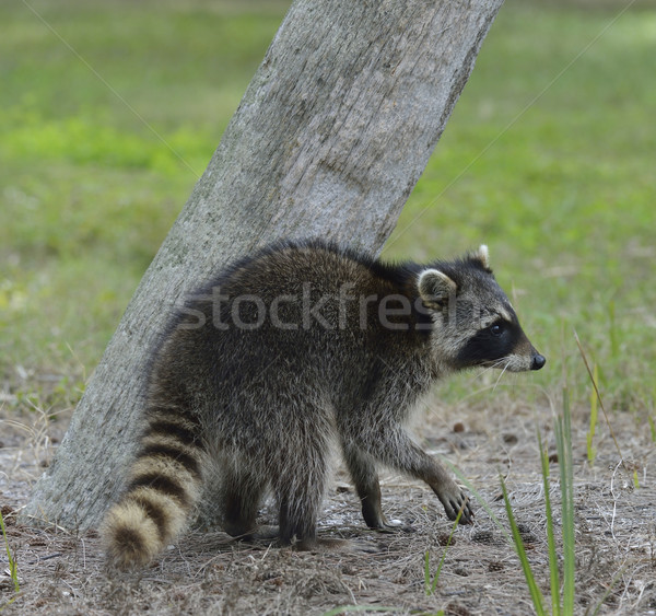 Jovem guaxinim caminhada árvore máscara animal Foto stock © saddako2