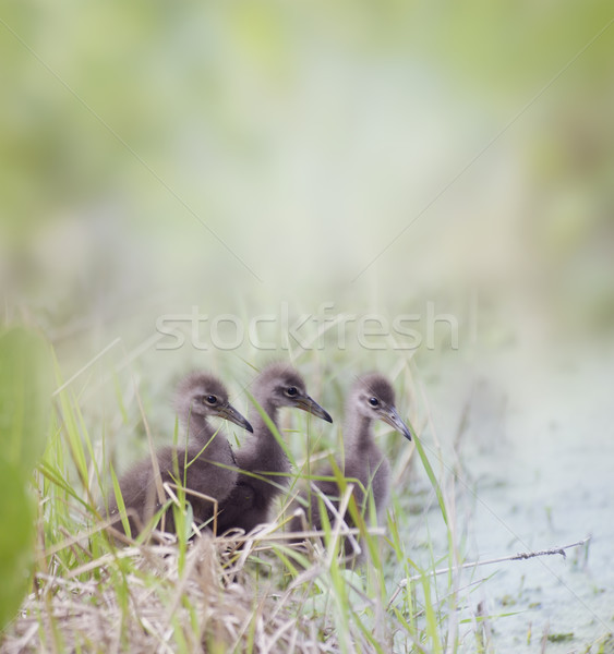 Limpkin Chicks Stock photo © saddako2
