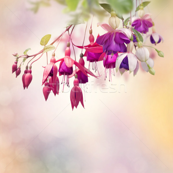 Red and Purple Fuchsia Flowers  Stock photo © saddako2