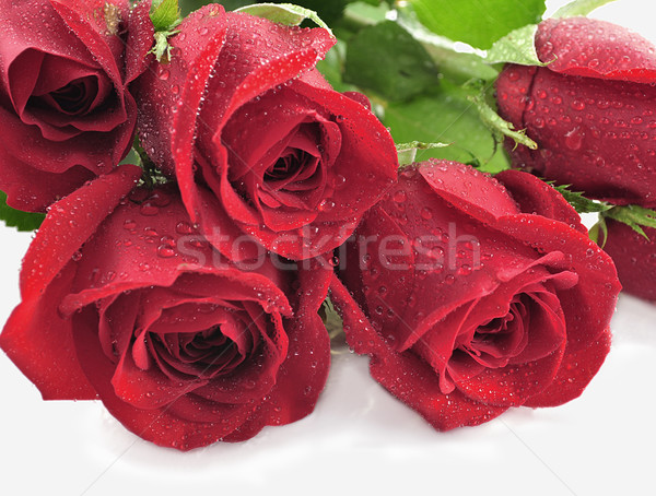 red roses Stock photo © saddako2