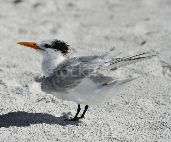 Elegant Tern Seabird Stock photo © saddako2