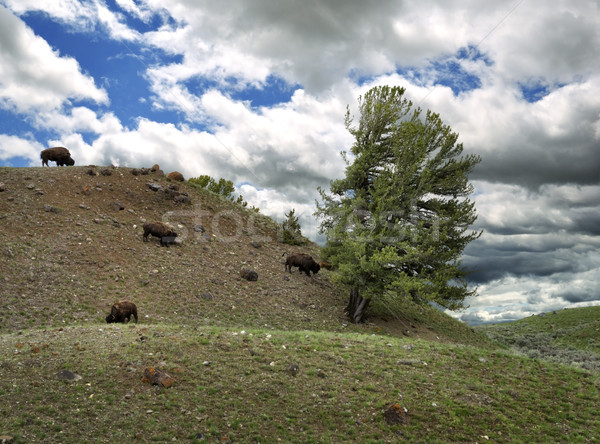 Mountain Landscape Stock photo © saddako2