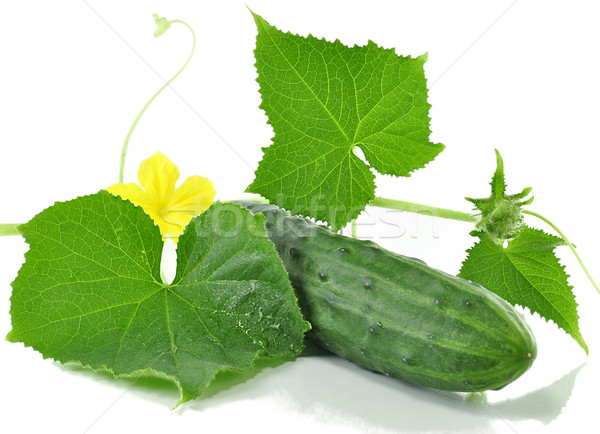 fresh cucumber Stock photo © saddako2