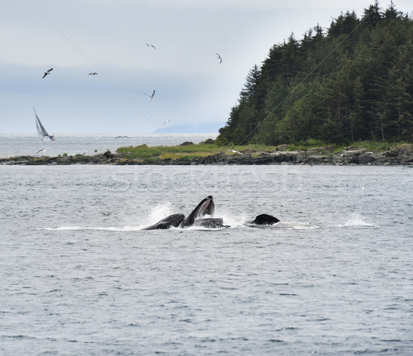 Humpback Whales  Feeding Stock photo © saddako2