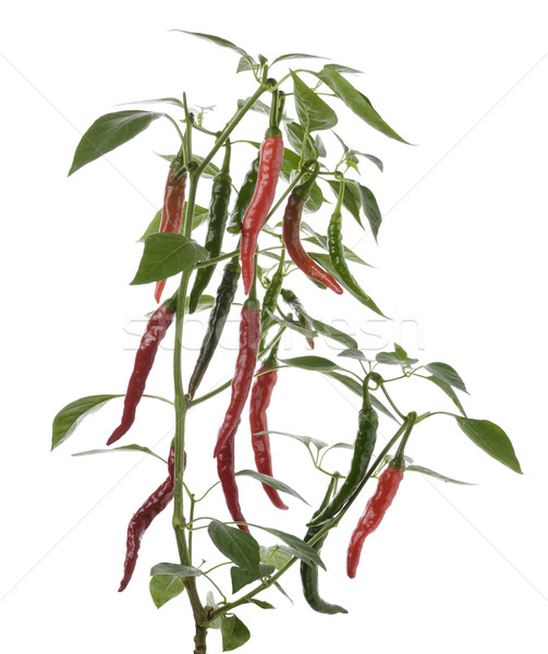 Hot Pepper Stock photo © saddako2