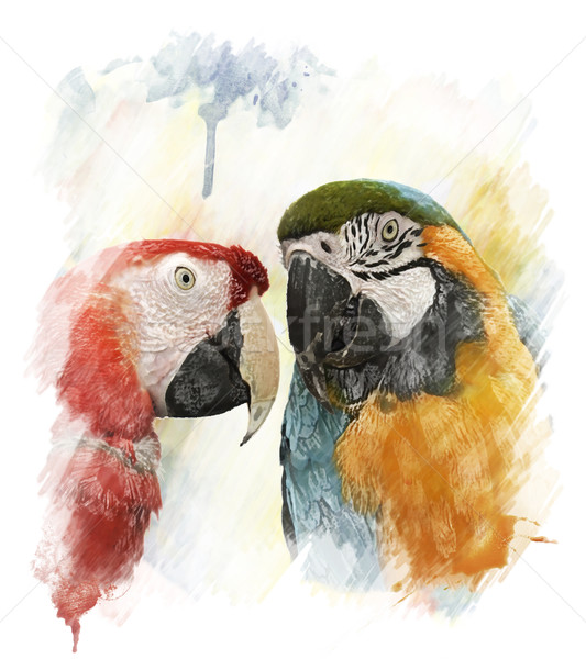 Aquarel afbeelding papegaaien digitale schilderij twee Stockfoto © saddako2