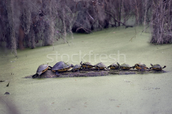 Stock photo: Florida Turtles Sunning On A Log