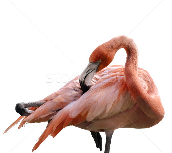 Pink Flamingo Stock photo © saddako2