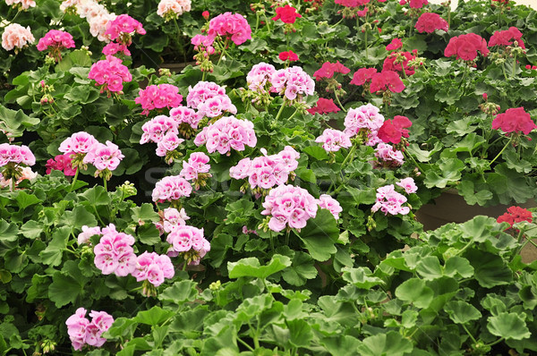 Foto stock: Colorido · flores · jardim · flor · cores · rosa