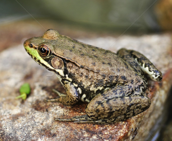 frog Stock photo © saddako2
