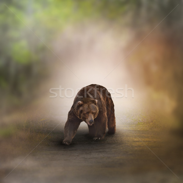 Grizzly bear piedi legno percorso boschi rosolare Foto d'archivio © saddako2