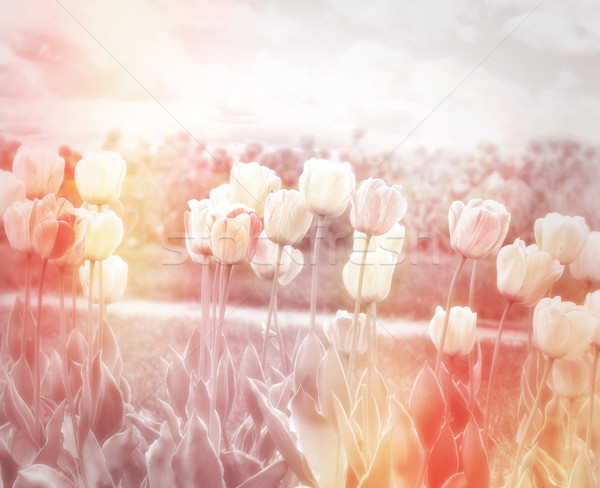 Tulipánok mező gyönyörű pasztell virágmintás terv Stock fotó © saddako2