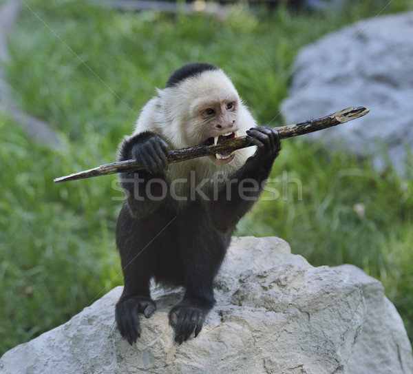 White-Throated Capuchin Monkey Stock photo © saddako2