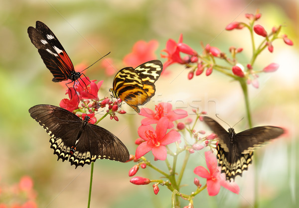 Tropicales papillons belle fleurs rouges oeil papillon [[stock_photo]] © saddako2