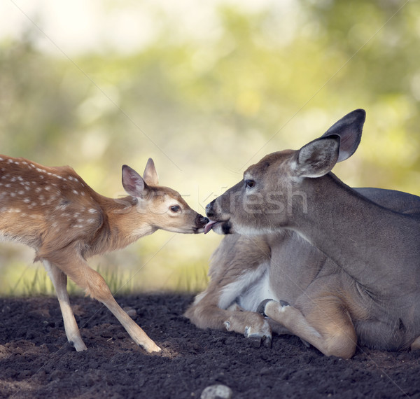 Stock photo: White-tailed doe with  her  fawn