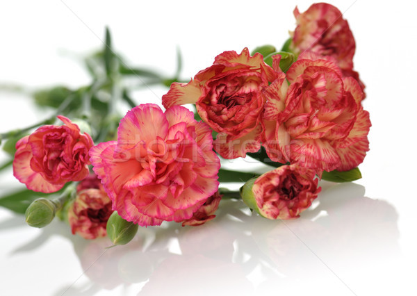 粉紅色 紅色 康乃馨 花卉 關閉 性質 商業照片 © saddako2