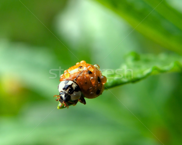 lady bug  Stock photo © saddako2