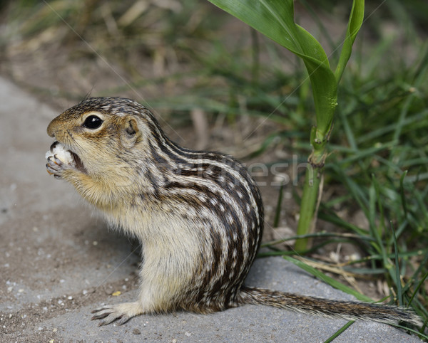 Thirteen-Lined Ground Squirrel Stock photo © saddako2