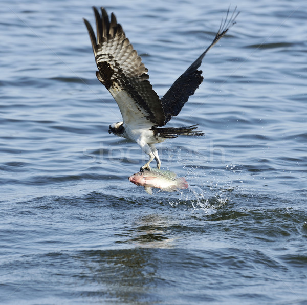 Osprey Catching Fish  Stock photo © saddako2