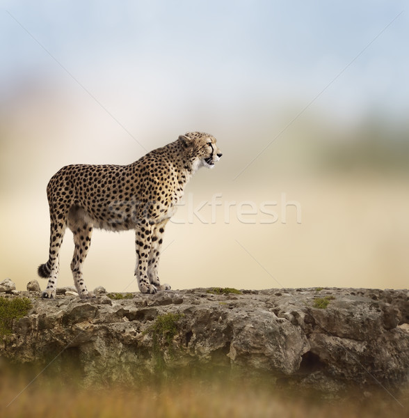 [[stock_photo]]: Guépard · haut · Rock · nature · pierre · rapide