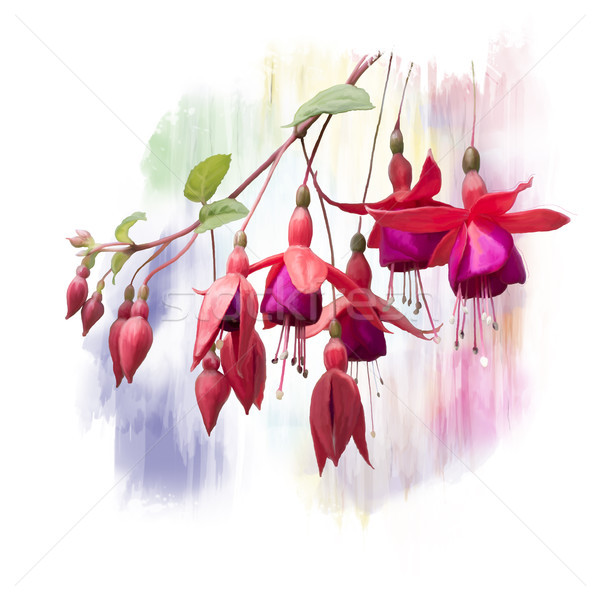 Red Fuchsia Flowers watercolor Stock photo © saddako2