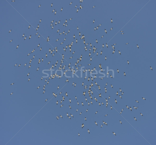 ストックフォト: 群れ · アメリカン · 白 · 飛行 · 青空 · 動物