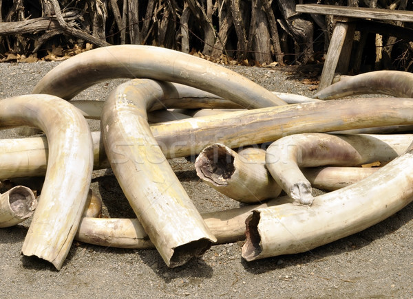 Kość słoniowa starych podróży Afryki zęby Zdjęcia stock © saddako2