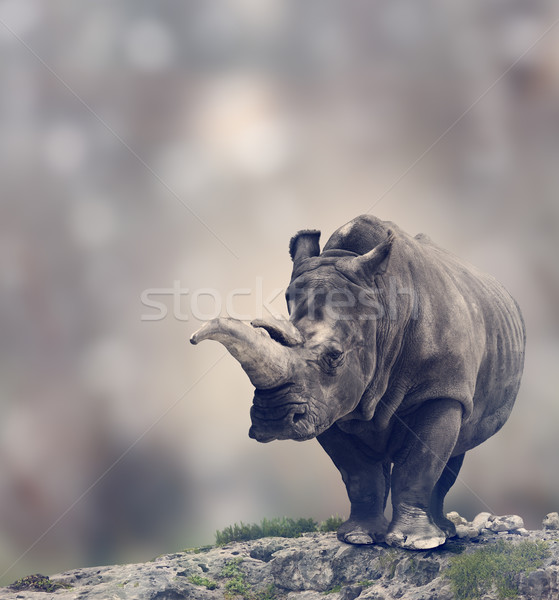 Blanche rhinocéros portrait adulte herbe wallpaper [[stock_photo]] © saddako2