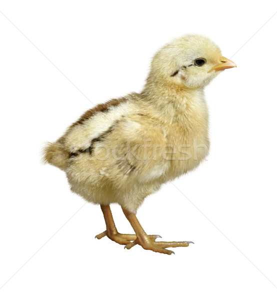 Stockfoto: Weinig · kip · witte · baby · vogel · dier