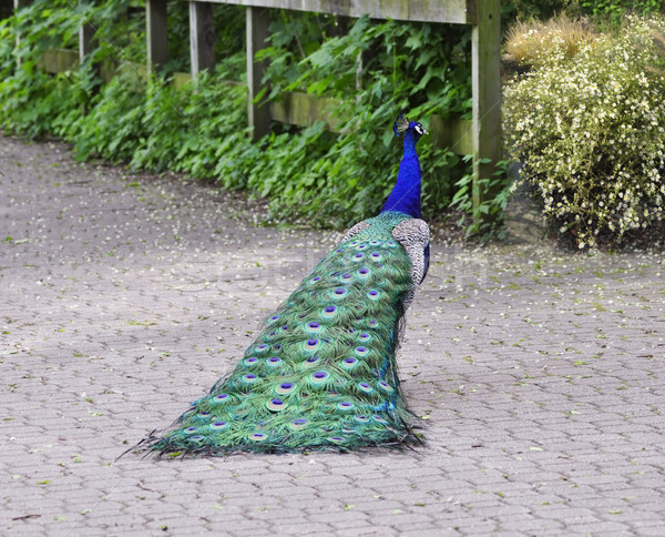 Paon belle marche parc oiseau couleur [[stock_photo]] © saddako2