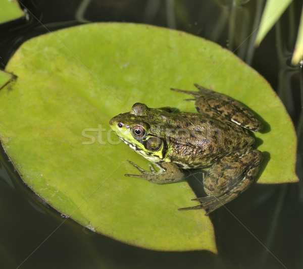 Green Frog Stock photo © saddako2