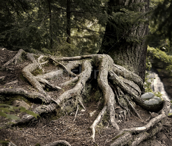 Arbre racines vieux arbre de pin profonde forêt [[stock_photo]] © saddako2