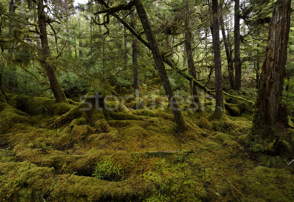 雨林 美しい カラフル 自然 夏 緑 ストックフォト © saddako2