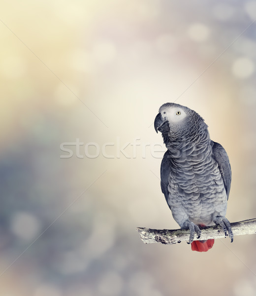 African Grey Parrot Stock photo © saddako2