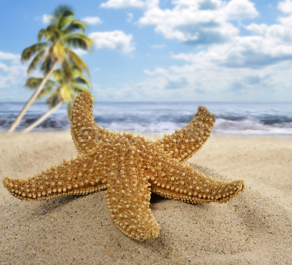 Denizyıldızı plaj su ağaç deniz palmiye Stok fotoğraf © saddako2