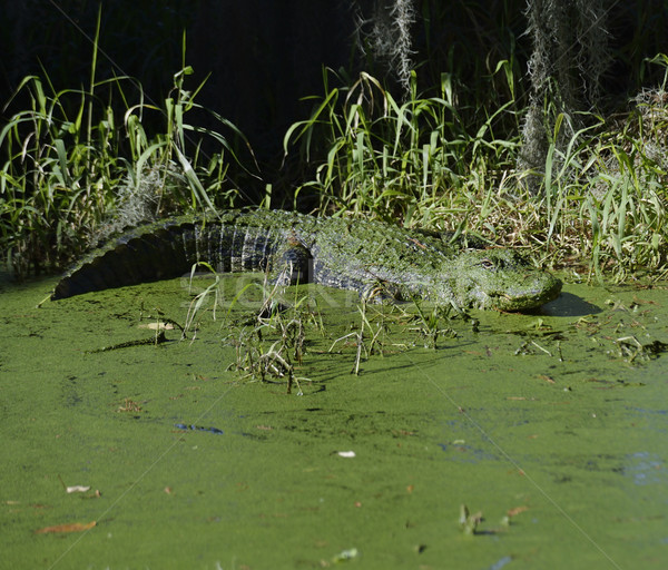 аллигатор Флорида воды завода тропические опасность Сток-фото © saddako2
