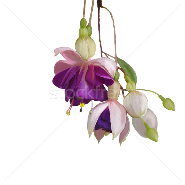  Fuchsia Flowers watercolor Stock photo © saddako2