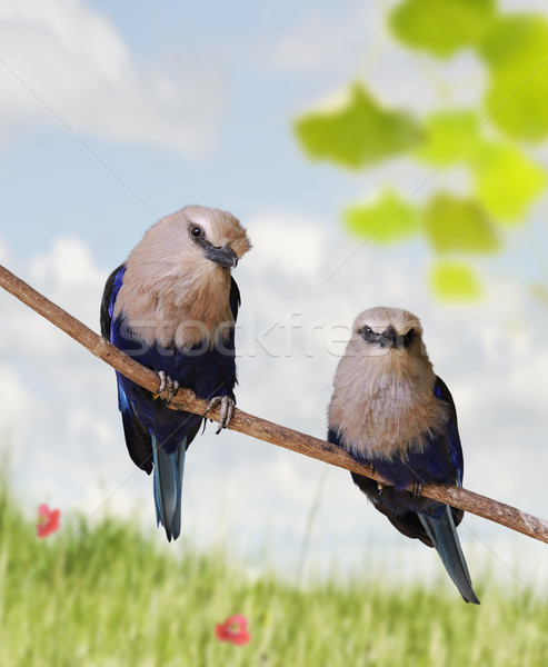 Tropical Birds Stock photo © saddako2