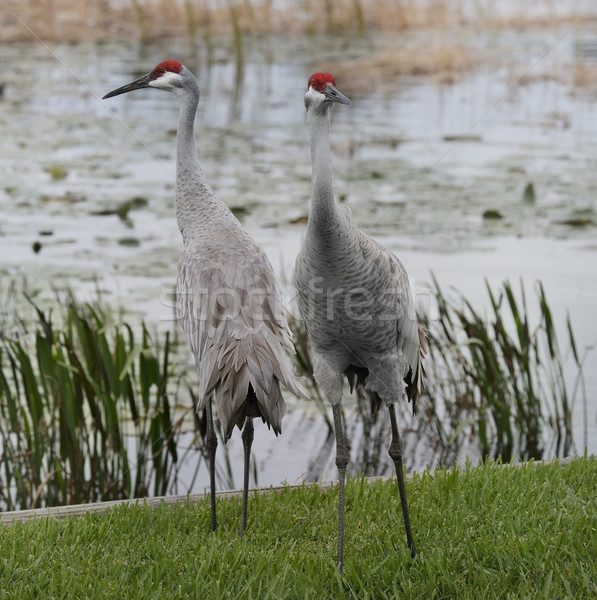 Sandhill Cranes Stock photo © saddako2